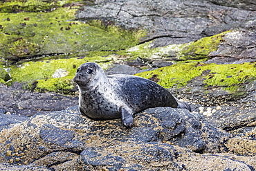 Harbour seal (common seal) (Phoca vitulina), Foula Island, Shetlands, Scotland, United Kingdom, Europe 