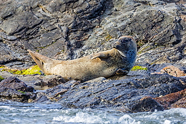 Harbour seal (common seal) (Phoca vitulina), Foula Island, Shetlands, Scotland, United Kingdom, Europe 