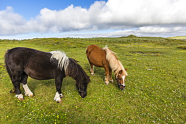 Shetland ponies, Jarlshof, Shetland Isles, Scotland, United Kingdom, Europe 