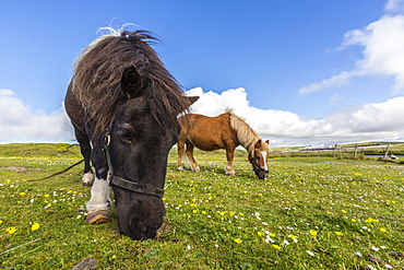 Shetland ponies, Jarlshof, Shetland Isles, Scotland, United Kingdom, Europe 