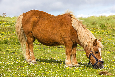 Shetland pony, Jarlshof, Shetland Isles, Scotland, United Kingdom, Europe 