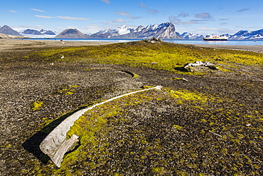 Whale remains in Gashamna (Goose Bay), Hornsund, Spitsbergen Island, Svalbard Archipelago, Norway, Scandinavia, Europe 