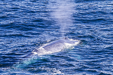 Adult blue whale (Balaenoptera musculus) surfacing off northwestern Spitsbergen Island, Svalbard, Barents Sea, Norway, Scandinavia, Europe 