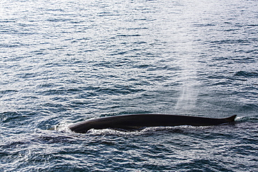 Adult fin whale (Balaenoptera physalus), Sorkapp, Spitsbergen Island, Svalbard Archipelago, Norway, Scandinavia, Europe 