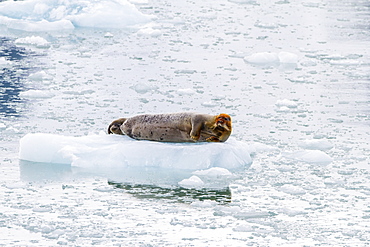 Adult bearded seal (Erignathus barbatus) hauled out on ice, Svalbard, Norway, Scandinavia, Europe 