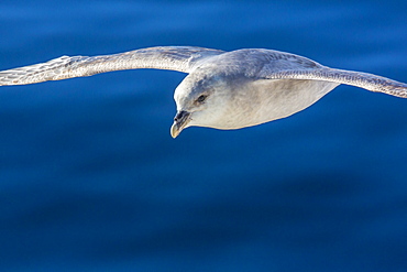 Northern fulmar (Fulmarus glacialis), Svalbard Archipelago, Norway, Scandinavia, Europe 