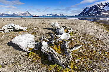 Whale remains in Gashamna (Goose Bay), Hornsund, Spitsbergen Island, Svalbard Archipelago, Norway, Scandinavia, Europe 