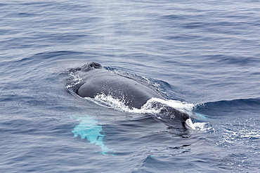 Adult humpback whale (Megaptera novaeangliae), Sorkapp, Svalbard Archipelago, Norway, Scandinavia, Europe 