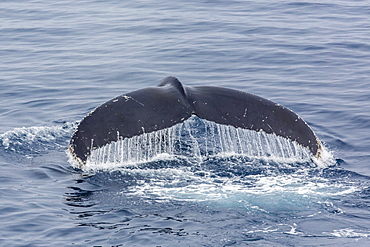 Adult humpback whale (Megaptera novaeangliae), Sorkapp, Svalbard Archipelago, Norway, Scandinavia, Europe 