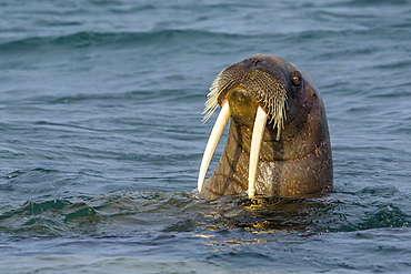 Adult walrus (Odobenus rosmarus rosmarus), Torrelneset, Nordauslandet Island, Svalbard Archipelago, Norway, Scandinavia, Europe 