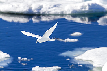 Adult ivory gull (Pagophila eburnea), Bear Sound, Spitsbergen Island, Svalbard, Norway, Scandinavia, Europe 