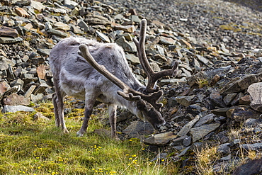 Svalbard reindeer (Rangifer tarandus platyrhynchus) buck in velvet, Spitsbergen, Svalbard Archipelago, Norway, Scandinavia, Europe 