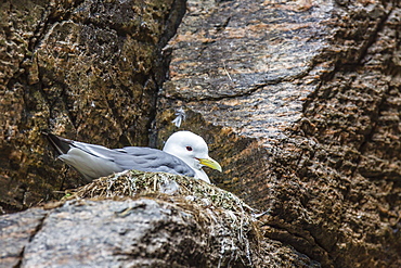 Adult black-legged kittiwake (Rissa tridactyla) on nest, Svalbard Archipelago, Barents Sea, Norway, Scandinavia, Europe 