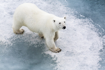 A curious young polar bear (Ursus maritimus) on the ice in Bear Sound, Spitsbergen Island, Svalbard, Norway, Scandinavia, Europe 