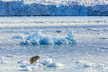 Adult polar bear (Ursus maritimus) on the ice in Gashamna (Goose Bay), Spitsbergen Island, Svalbard, Norway, Scandinavia, Europe 
