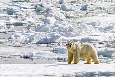 Adult polar bear (Ursus maritimus) on the ice in Bear Sound, Spitsbergen Island, Svalbard, Norway, Scandinavia, Europe 
