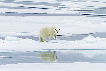 Adult polar bear (Ursus maritimus) on a recent kill on Moffen Island, Svalbard, Norway, Scandinavia, Europe 