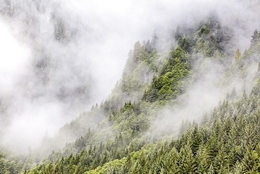 Fog-shrouded forest near Juneau, Southeast Alaska, United States of America, North America 