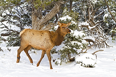 Elk, Cervus canadensis, wapiti, South Rim, Grand Canyon National Park, UNESCO World Heritage Site, Arizona, United States of America, North America