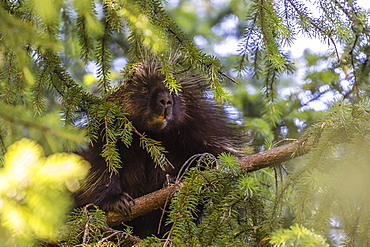 Adult porcupine (Erethizon dorsatum) foraging near Mendenhall Glacier, Southeast Alaska, United States of America, North America 