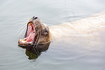 Adult Northern (Steller) sea lion (Eumetopias jubatus) bull looking for fish scraps from fishermen in Petersburg, Southeastern Alaska, United States of America, North America 