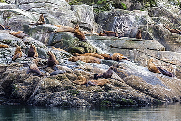 Northern (Steller) sea lions (Eumetopias jubatus), South Marble Island, Glacier Bay National Park, Southeastern Alaska, United States of America, North America 