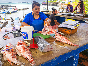 A woman preparing fish at the fish market in Puerto Azorra, Santa Cruz Island, Galapagos Islands, UNESCO World Heritage Site, Ecuador, South America