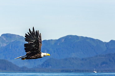 Adult bald eagle (Haliaeetus leucocephalus), Inian Pass, Southeast Alaska, United States of America, North America 