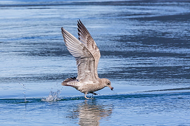 Juvenile glaucous-winged gull (Larus glaucescens), Inian Pass, Southeast Alaska, United States of America, North America 