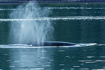 Adult humpback whale (Megaptera novaeangliae) flukes-up dive, Snow Pass, Southeast Alaska, United States of America, North America 