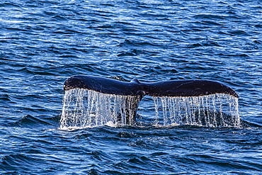 Adult humpback whale (Megaptera novaeangliae) flukes-up dive, Snow Pass, Southeast Alaska, United States of America, North America 