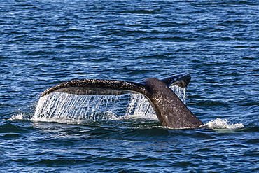 Adult humpback whale (Megaptera novaeangliae) flukes-up dive, Snow Pass, Southeast Alaska, United States of America, North America 