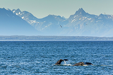 Adult humpback whale (Megaptera novaeangliae) flukes-up dive, Snow Pass, Southeast Alaska, United States of America, North America 