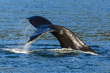 Adult humpback whale (Megaptera novaeangliae) flukes-up dive, Snow Pass, Southeast Alaska, United States of America, North America 