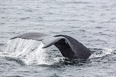 Adult humpback whale (Megaptera novaeangliae) flukes-up dive, Snow Pass, Southeast Alaska, United States of America, North America 