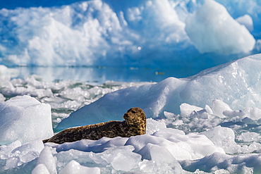 Harbour seal (Phoca vitulina), South Sawyer Glacier, Tracy Arm-Ford's Terror Wilderness area, Southeast Alaska, United States of America, North America 