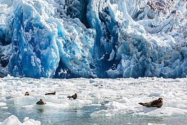 Harbour seal (Phoca vitulina), South Sawyer Glacier, Tracy Arm-Ford's Terror Wilderness area, Southeast Alaska, United States of America, North America 