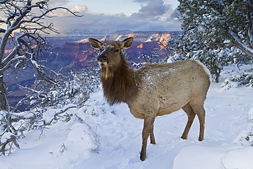 Elk (Cervus canadensis) (wapiti), South Rim, Grand Canyon National Park, UNESCO World Heritage Site, Arizona, United States of America, North America