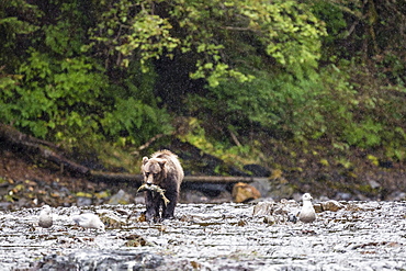 Young brown bear (Ursus arctos) fishing for pink salmon at low tide in Pavlof Harbour, Chichagof Island, Southeast Alaska, United States of America, North America 