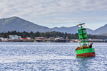 Northern (Steller) sea lions (Eumetopias jubatus), on channel marker outside Petersburg, Southeastern Alaska, United States of America, North America 