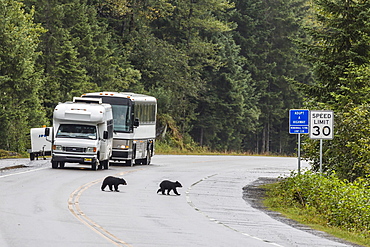 American black bear (Ursus americanus) COY (cubs of year), on the road to Mendenhall Glacier, Southeast Alaska, United States of America, North America