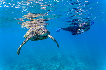 Green sea turtle (Chelonia mydas) underwater with snorkeler, Maui, Hawaii, United States of America, Pacific 