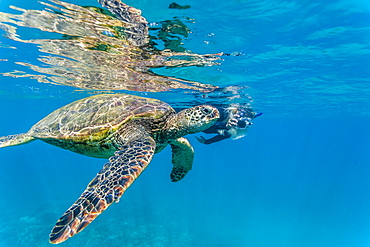 Green sea turtle (Chelonia mydas) underwater with snorkeler, Maui, Hawaii, United States of America, Pacific 