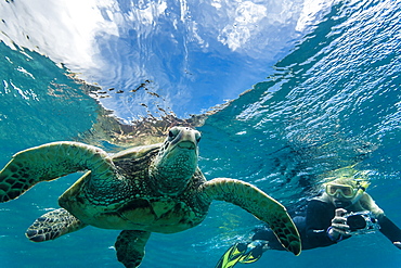 Green sea turtle (Chelonia mydas) underwater with snorkeler, Maui, Hawaii, United States of America, Pacific