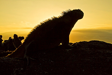 Galapagos marine iguana (Amblyrhynchus cristatus), Fernandina Island, Galapagos Islands, UNESCO World Heritage Site, Ecuador, South America