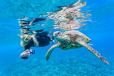 Green sea turtle (Chelonia mydas) underwater with snorkeler, Maui, Hawaii, United States of America, Pacific 