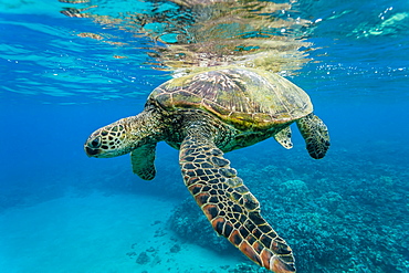 Green sea turtle (Chelonia mydas) underwater, Maui, Hawaii, United States of America, Pacific 