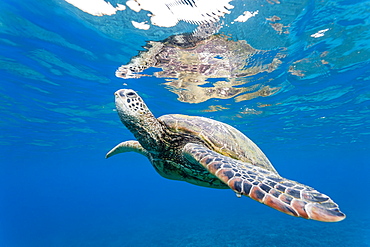 Green sea turtle (Chelonia mydas) underwater, Maui, Hawaii, United States of America, Pacific