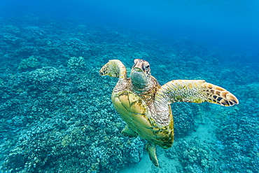 Green sea turtle (Chelonia mydas) underwater, Maui, Hawaii, United States of America, Pacific 