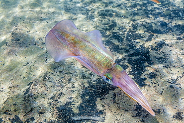 Oval squid (Sepioteuthis lessoniana), Honolua Bay, West Maui, Hawaii, United States of America, Pacific 